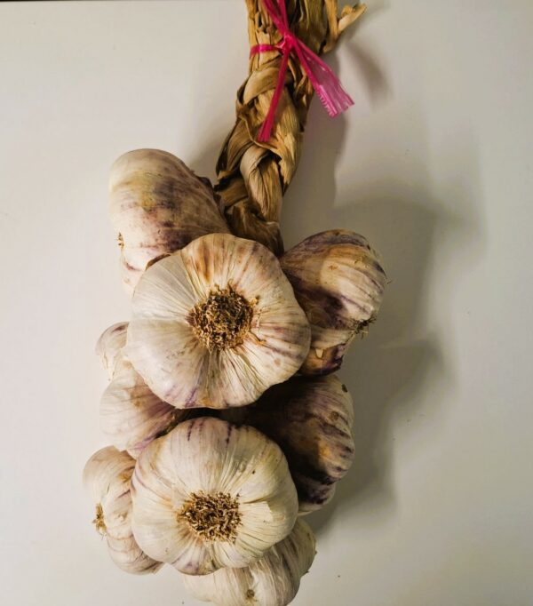 streng 1 kilo Franse Violet Knoflook nieuwe oogst