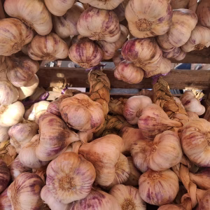 streng 1 kilo Franse Violet Knoflook oogst 2026.