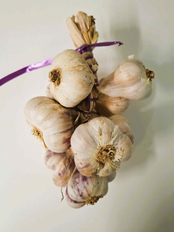streng Franse Violet Knoflook nieuwe oogst 500 gram